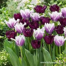 Frilly Purple Tulip Blend In 2020 Bulb Flowers Tulips Flowers Purple Tulips