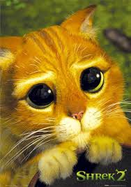 Google Image Result For Http Www Wildsound Filmmaking Feedback Events Com Images Shrek Cat Eyes Jpg Shrek Cat Animals Cute Animals Gray cat sad head face sad fat gray cat with yellow eyes isolated on a white background. shrek cat