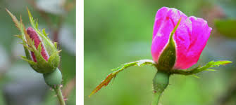 Flowers contain the plant's reproductive structures. An Open Secret The Calyx Of Ipomoea Purpurea The Nature Institute