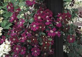 Maybe you would like to learn more about one of these? How To Grow Clematis Landscape Ontario