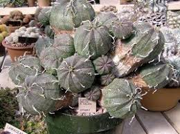 Image result for Trochomeria hookeri