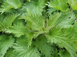 Comfrey fertilizer tea is rich in potassium, and other essential nutrients for plant growth. How To Make Homemade Comfrey Stinging Nettle Fertilizer