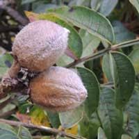 Image result for Bersama abyssinica