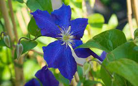 Clematis comes from the greek work klema, which means twig, shoot, branch or to break off. the clematis is a flowering, climbing plant grown for ornamental purposes. Waldrebe Jackmanii Clematis Jackmanii Gunstig Online Kaufen