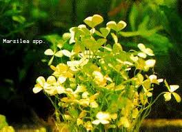 Image result for Marsilea villifolia