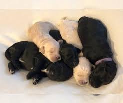 Goldendoodle puppies and irish doodle puppies by mckenzies doodles, a breeder of f1b english f1, f1b facts. View Ad Goldendoodle Litter Of Puppies For Sale Near Texas Cypress Usa Adn 204690