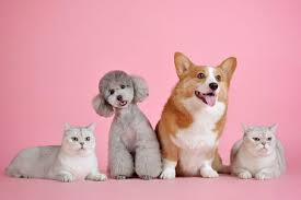 Huisdieren In Nederland Dierencompleet Nl In 2020 Schattige Babydieren Huisdieren Schattige Dierentekeningen