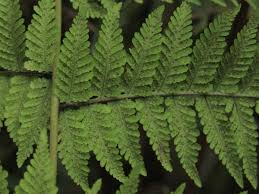 Image result for Macrothelypteris