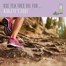 Tea Tree Oil Uses 70 Ways To Benefit From Tea Tree Oil Tea Tree Oil Uses Tea Tree Oil Tree Oil