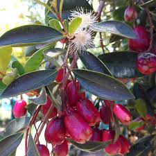 Image result for Eugenia capensis