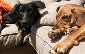 Find local 828 pet sitters near you. Going On Vacation Here Are 7 Pet Sitters Who Will Have A Sleepover With Your Pet Axios Charlotte