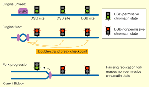 Image result for Meiosperma debile