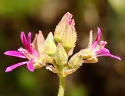 Image result for Pelargonium grossularioides