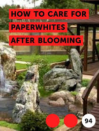Learn How To Care For Paperwhites After Blooming How To Guides Tips And Tricks When To Plant Vegetables Planting Grass Planting Grass Seed