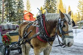 Martiscamp Oh Jingle Bells Jingle Bells Jingle All The Way Oh What Fun It Is To Ride In A One Horse Open Sleigh
