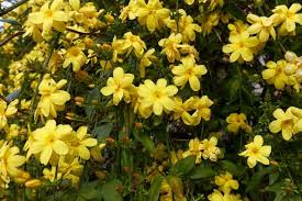 Image result for Jasminum meyeri-johannis