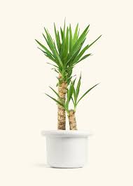 Image result for yucca gigantea en casa