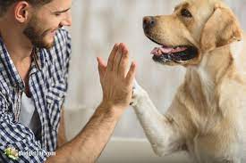 How To Get Sap Off A Dog Remove Sap From Fur Remove Sap Off Paws