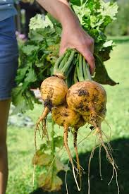 Think of a golf ball or tennis ball for a visual. Growing Turnips Top Tips On Being A Growing Wonder