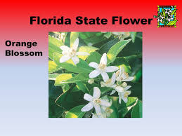 Endorsement services offered via fedex/ups/us mail to this address: Florida State Symbols Florida State Flag Florida State Animal Florida Panther Ppt Download