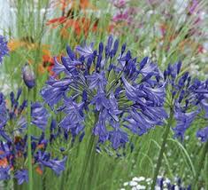 Storm Cloud Agapanthus Agapanthus Southern Living Plants Plants