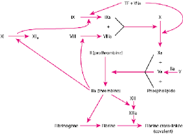 Quizlet is the easiest way to study, practise and master what you're learning. Hemophilie Hematologie Et Oncologie Edition Professionnelle Du Manuel Msd