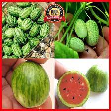 100 Pcs Mini Watermelon Seeds Cucamelon Red Miniature Fruit Home Garden Plant Fruit Plants Watermelon Seeds Strawberry Seed