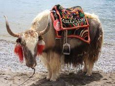 Tibet Yak Animals Rare Animals Yak