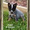 You can see the blue heeler puppies white color too. 3