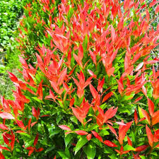 Image result for Eugenia