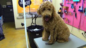Goldendoodle grooming for at home trims between ointments. Only Option Is To Shave This Matted Golden Doodle Youtube