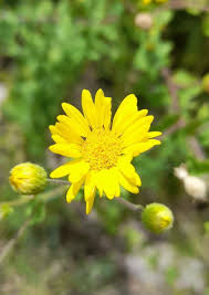 Image result for Heteropyxidaceae