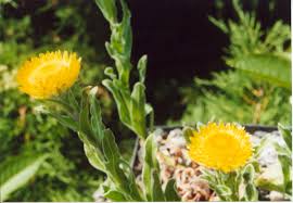 Image result for Helichrysum aureum