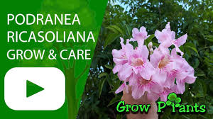 Image result for Podranea