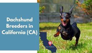 Earn points & unlock badgeslearning, sharing & helping adopt. 17 Dachshund Breeders In California Ca Dachshund Puppies For Sale Animalfate