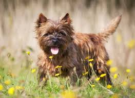 Image result for cairn teriér