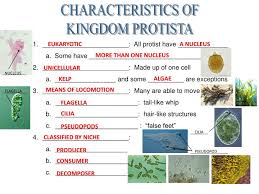 Ppt Characteristics Of Kingdom Protista Powerpoint