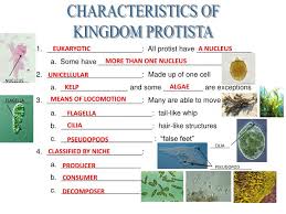 ppt characteristics of kingdom protista powerpoint