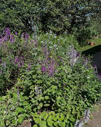 Image result for Coleus hadiensis