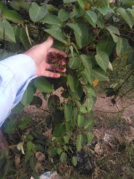 Image result for Parquetina calophylla