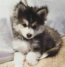 Cute Puppy Cute Puppy Dog Animal Pets Cute Animals Cute Baby Animals Puppies