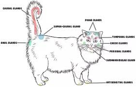 Why Does My Cat Rub His Teeth On Me In An Apparently Affectionate Way Quora