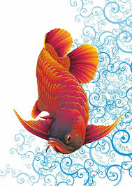 Drawn Koi Fish Feng Shui Fish 8 736 X 1040 Dumielauxepices Net Ikan Eksotis Gambar Hewan Lukisan Hewan