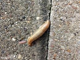 The slugs will fall into the beer and drown. How To Get Rid Of Slugs In The Garden 8 Organic Control Methods