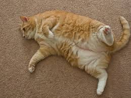 9 Signs Your Cat Actually Loves You Orange Tabby Cats Tabby Cat Cats