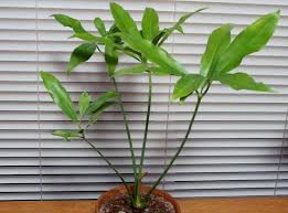 Thaumatophyllum Spruceanum Garden Org