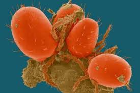 We did not find results for: What Are Chiggers And How Do They Bite Howstuffworks