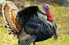 What is the purpose of a turkey beard?