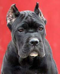 marcio santos adli kullanicinin dogs cane corso black pitbull panosundaki pin