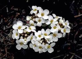 Candytuft Flower Annual Attracts Monarch Butterflies Monarch Butterfly Habitat Butterfly Habitat Monarch Butterfly